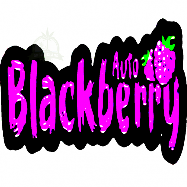 Blackberry auto logo with pink letters and two blackberry on the right side