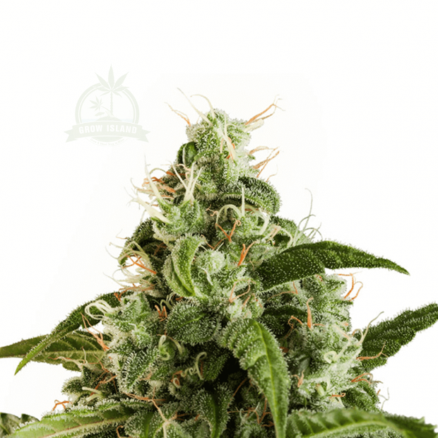 Dutch Passion Euforia automatic cannabis flower bud