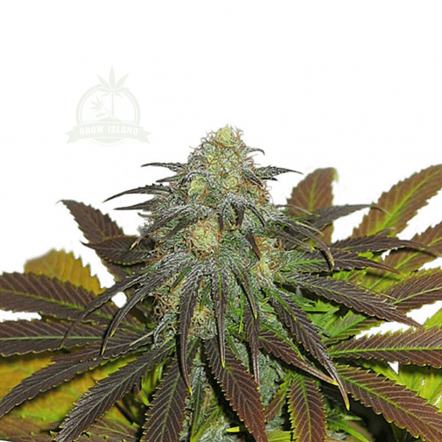 Dutch Passion Californian Orange cannabis flower bud
