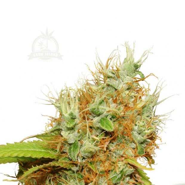 Mazar cannabis flower bud