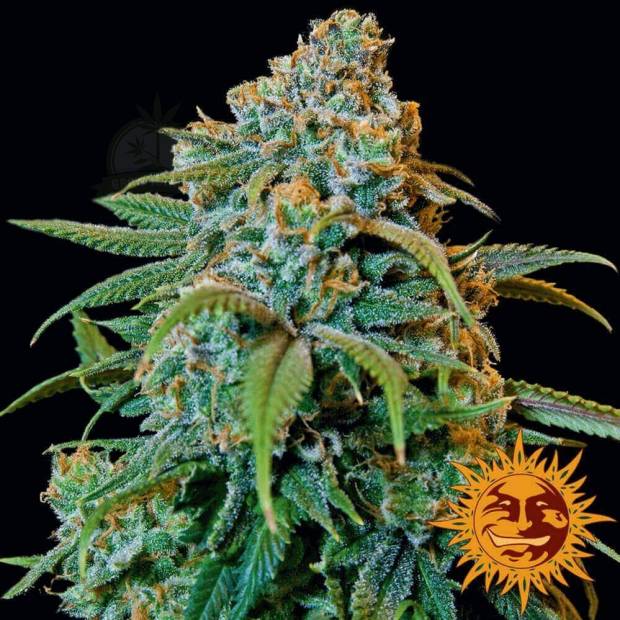 Barney's Farm Liberty Haze cannabis flower bud with black background and orange barneys farm sun logo in the right lower corner