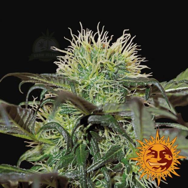 Bad Azz Kush cannabis flower bud with black background and orange barneys farm sun logo in the right lower corner
