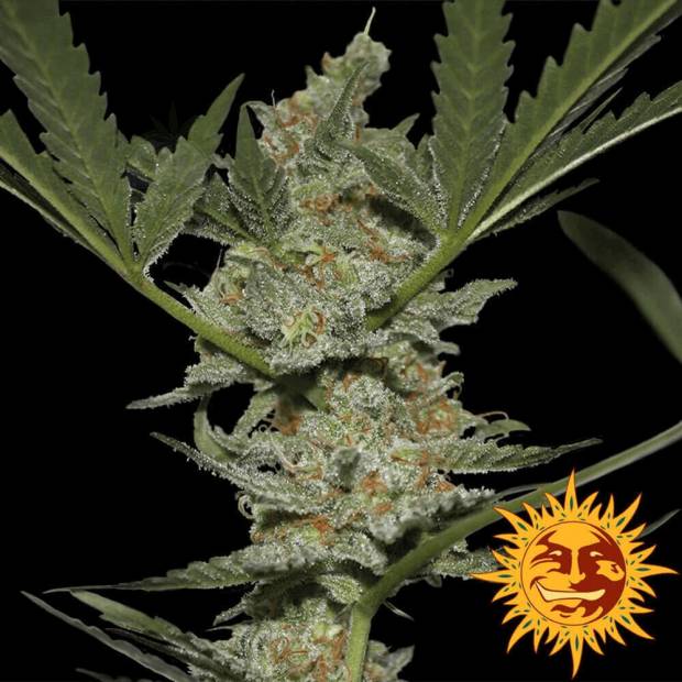 Acapulco Gold cannabis flower bud with black background and orange barneys farm sun logo in the right lower corner