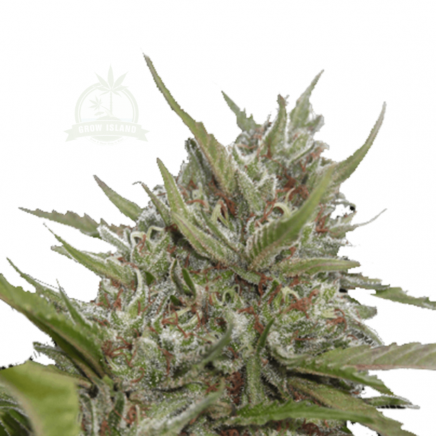 White Berry hemp flower bud