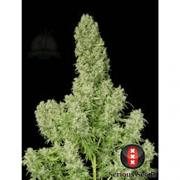 White Russian hemp flower bud
