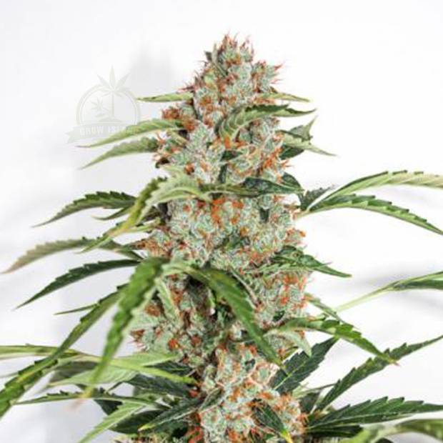 auto-orange-bud-hanfsamen-growisland-growshop-wien