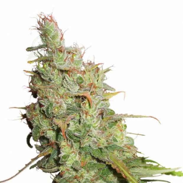 cannabis_kannabisz_seed_seeds_hanfsamen_kender_mag_dutch-passion-auto-desfran