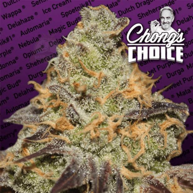 Blue Kush Berry hemp flower bud