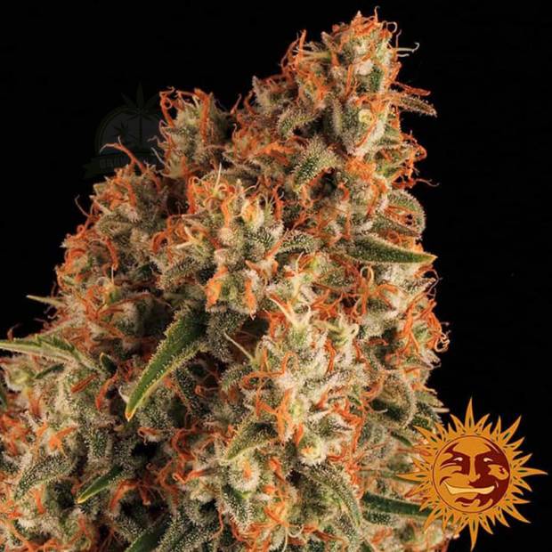Orange Sherbert cannabis flower bud with black background and orange barneys farm sun logo in the right lower corner