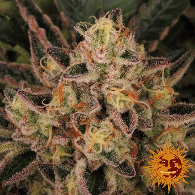 Dos Si Dos 33 cannabis flower bud with black background and orange barneys farm sun logo in the right lower corner