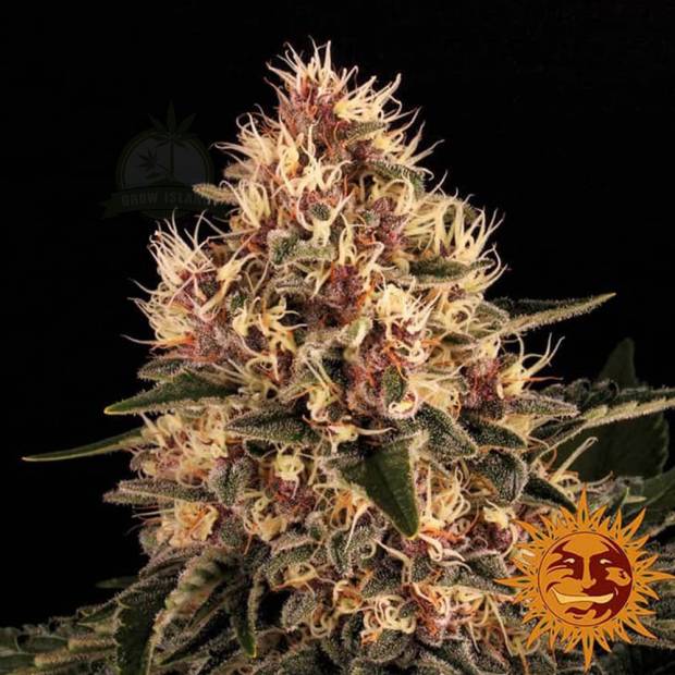 cannabis_kannabisz_seed_seeds_hanfsamen_kender_mag_barneys_farm_pink_kush