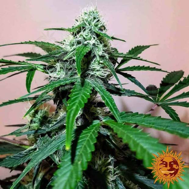 cannabis_kannabisz_seed_seeds_hanfsamen_kender_mag_barneys_zkittlez_og_auto