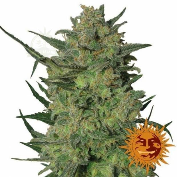 LSD cannabis flower bud and orange barneys farm sun logo in the right lower corner