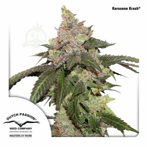 cannabis_kannabisz_seed_seeds_hanfsamen_kender_mag_dutch-passion_kerosene_krash