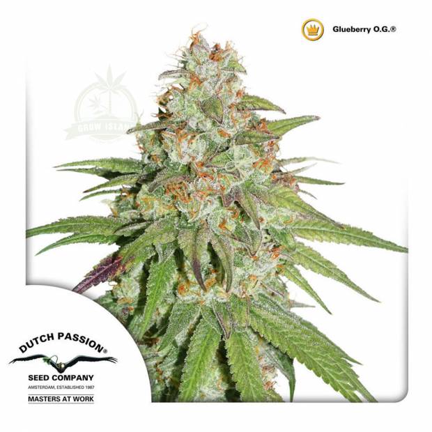 cannabis_kannabisz_seed_seeds_hanfsamen_kender_mag_dutch_passion_glueberry_og