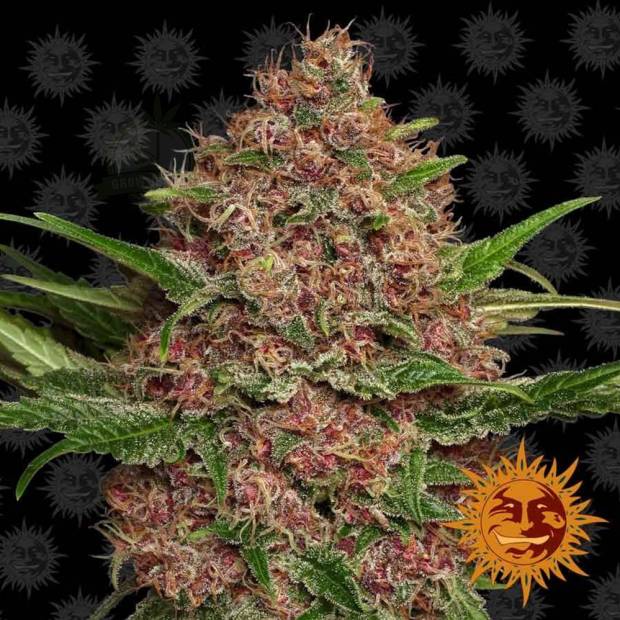 Purple Punch cannabis flower bud with black background and orange barneys farm sun logo in the right lower corner