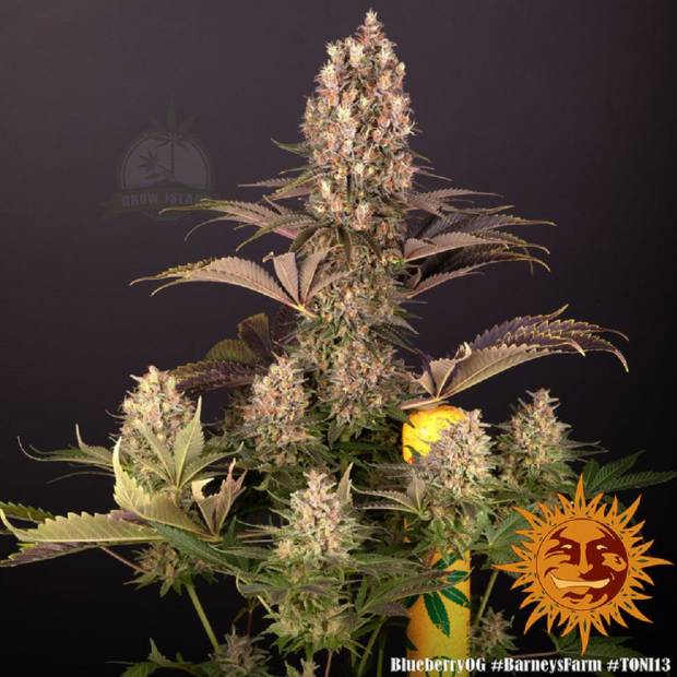 Blueberry OG cannabis flower bud with black background and orange barneys farm sun logo in the right lower corner