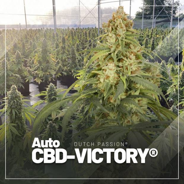 Dutch Passion / CBD / Auto CBD Victory