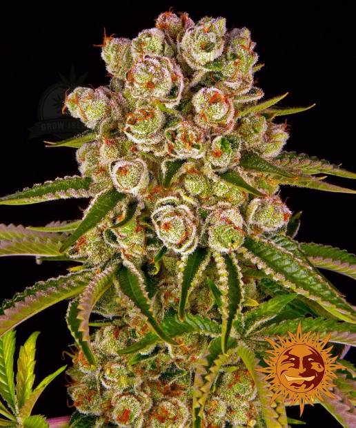 Kush Mintz cannabis flower bud with black background and orange barneys farm sun logo in the right lower corner