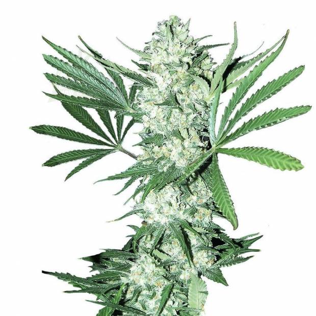 White Widow XXL cannabis flower bud