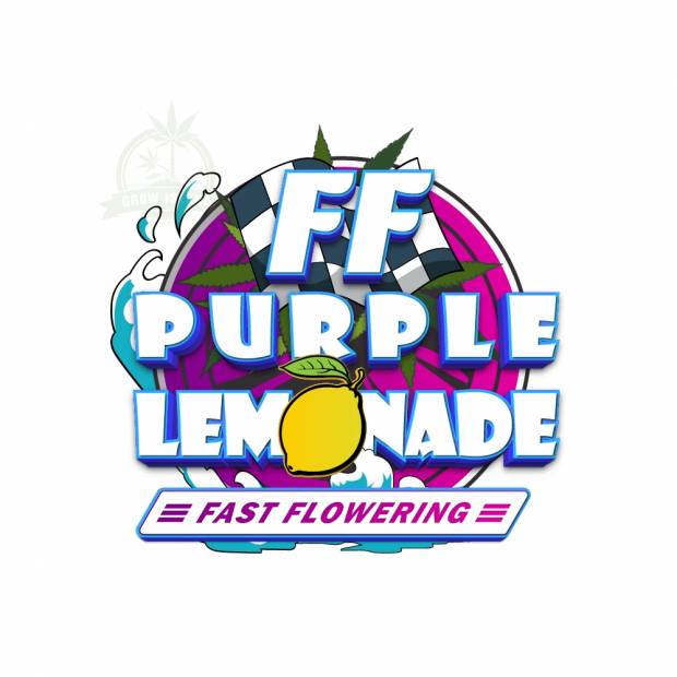 Fast Buds / AUTO / Purple Lemonade Fast Flowering