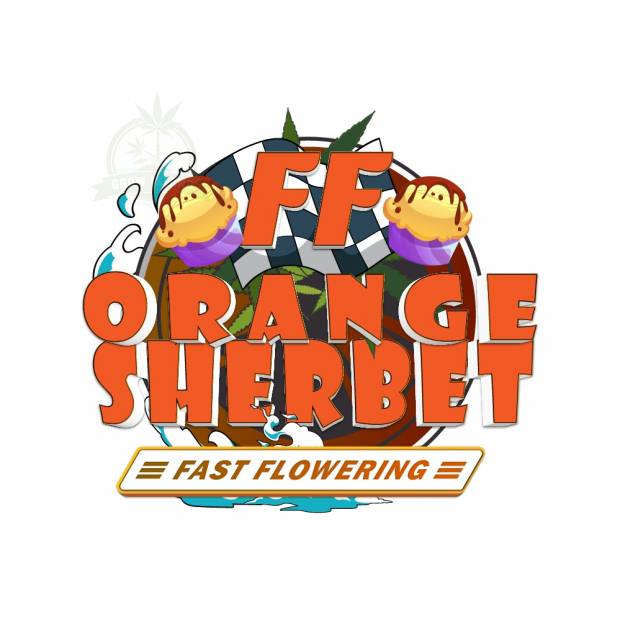 Fast Buds / AUTO / Orange Sherbet Fast Flowering