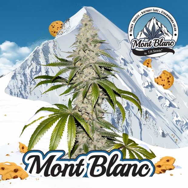 T. H. Seeds / FEM / Mont Blanc
