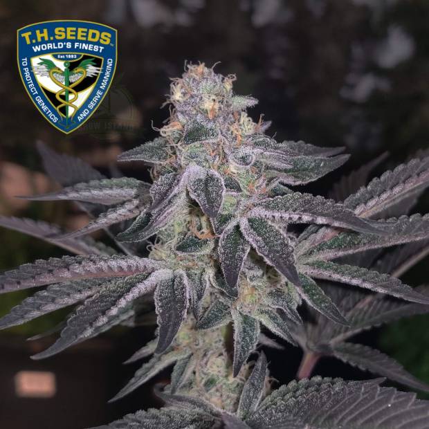 grow_island_t.h_._seeds_french_cookies_.jpg