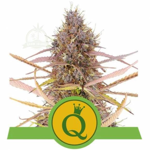 Purple Queen cannabis flower bud in pink shade