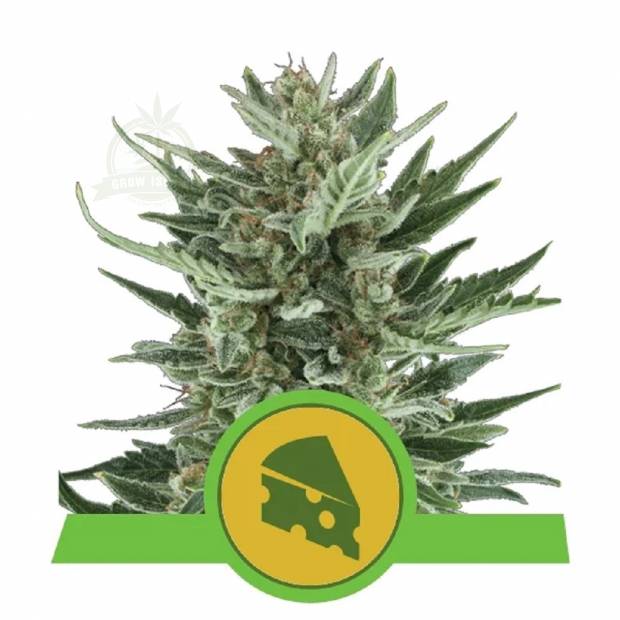 Royal Cheese cannabis flower bud