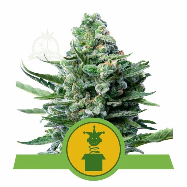 Royal Jack cannabis flower bud from Royal Queen Seeds
