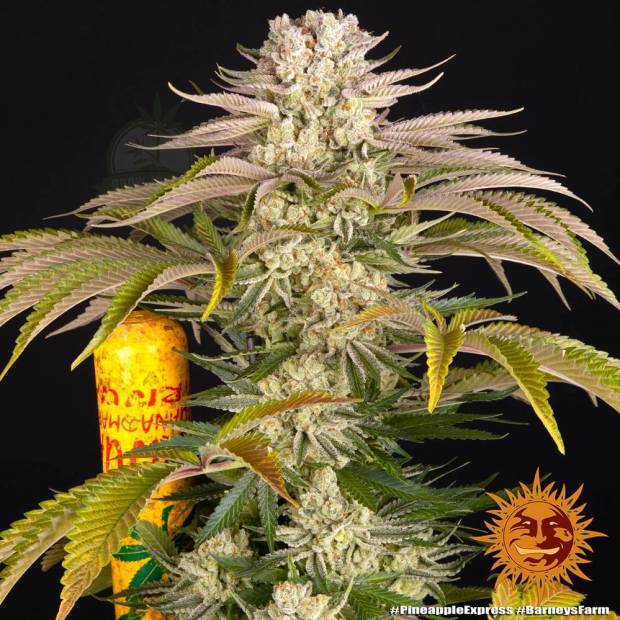 Barney's Farm / FEM / Pineapple Express