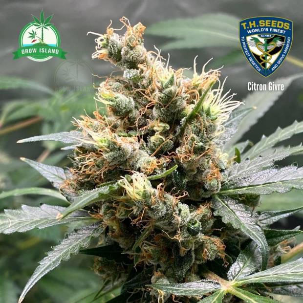 t._h_._seeds_citron_givre_grow_island_(2)_.jpg