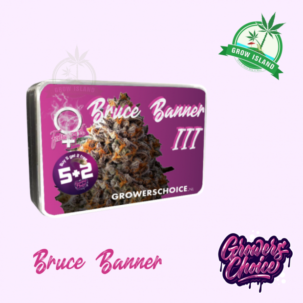 Bruce Banner 3 seed box with hemp flower bud picture