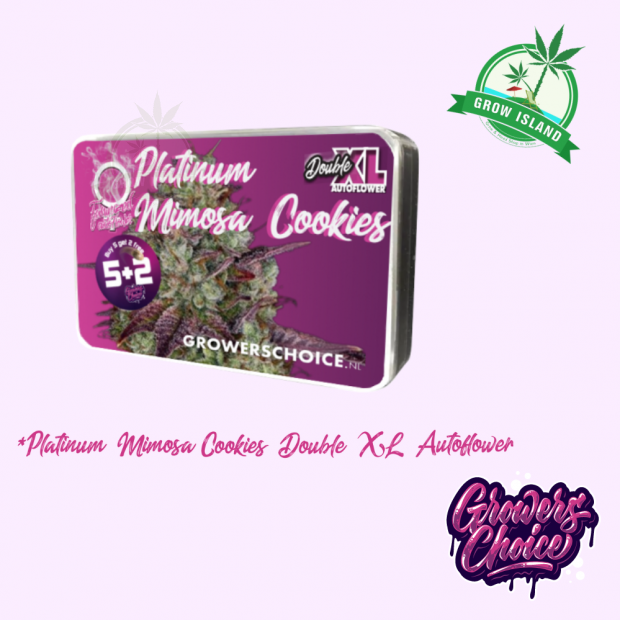 Platinum Mimosa Cookies Double XL seed box with hemp flower bud picture