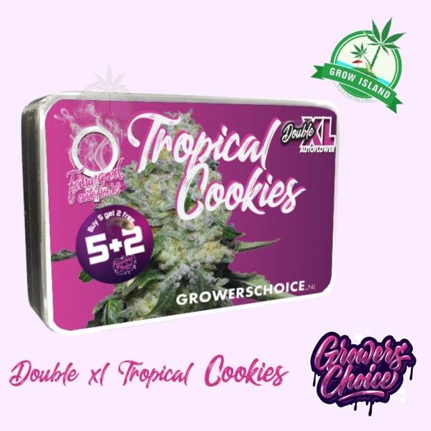 Tropical Cookies Double XL seed box with hemp flower bud picture