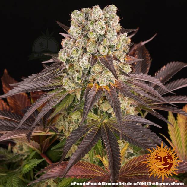 Purple Punch x Lemon Drizzle cannabis flower bud with black background and orange barneys farm sun logo in the right lower corner