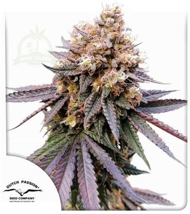 GMO Fast cannabis flower with Dutch Passion logo in the left lower corner