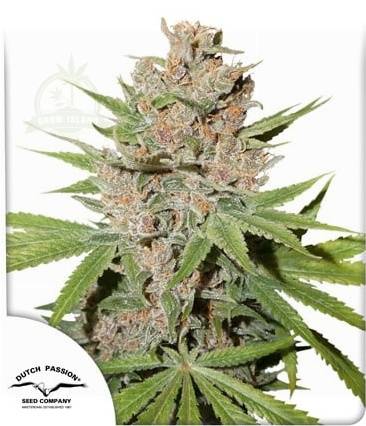 Passion Fruit cannabis flower bud and Dutch Passion logo in the left lower corner