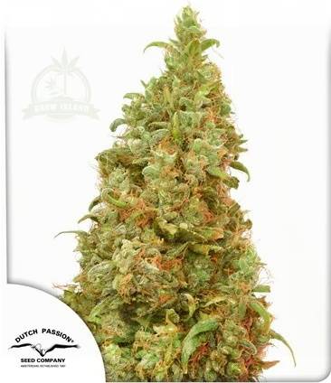 THC-Victory cannabis flower and Dutch Passion logo in thhe lower left corner