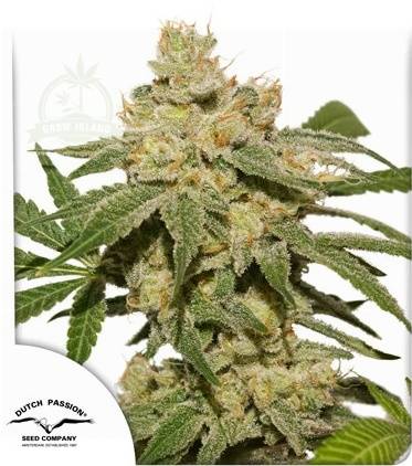 Oh My Gusher cannabis flower and Dutch Passion logo in thhe lower left corner