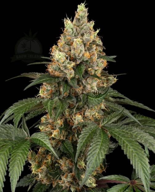 Chocolate Rainbow XXL hemp flower, very thick bud with less leafs