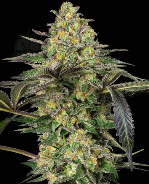 Grapevine Candy hemp flower bud