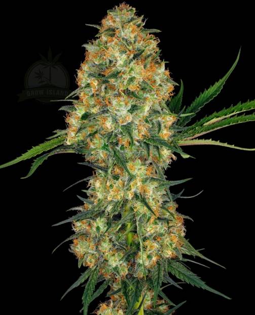 Hindu Kush hemp flower bud