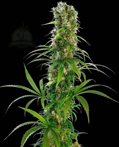 Michka hemp flower bud