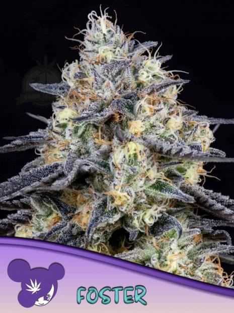 Foster cannabis flower bud with black background and purple haired lady face logo from Anesia Seed in the left lower corner