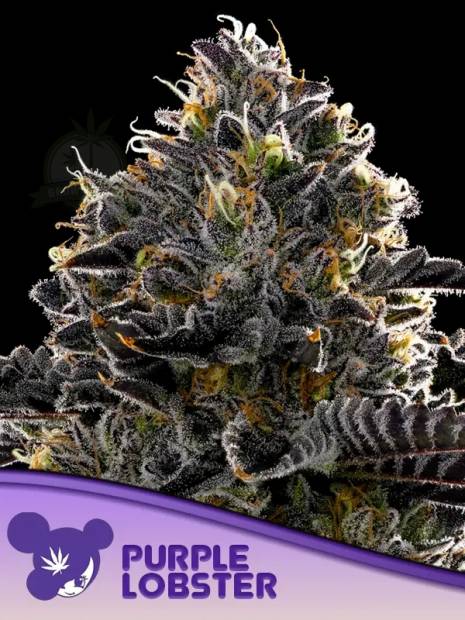 Purple Lobster cannabis flower bud with black background and purple haired lady face logo from Anesia Seed in the left lower corner