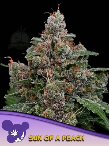 Sun of a Peach cannabis flower bud with black background and purple haired lady face logo from Anesia Seed in the left lower corner