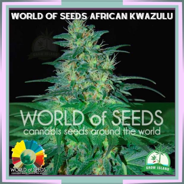 South African Kwazulu hemp flower bud