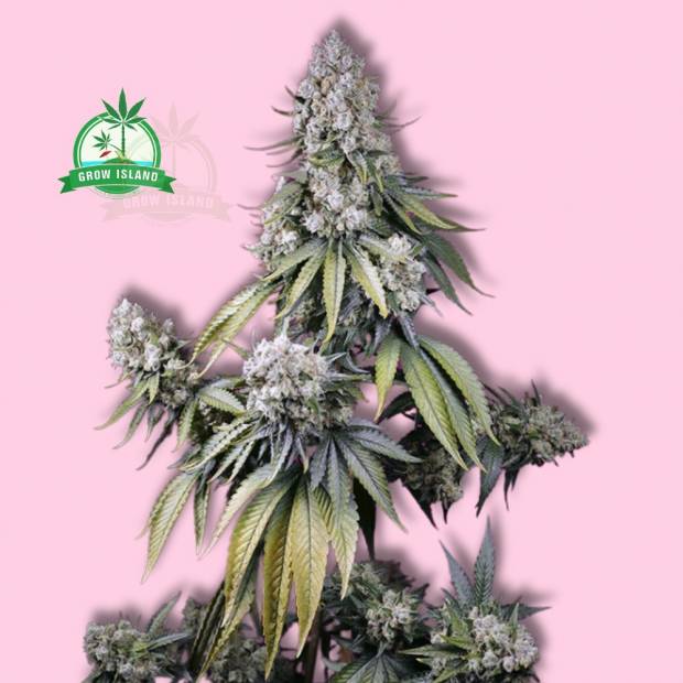 Jealousy Z XL auto hemp flower long bud with pink background and green Grow Island logo in the left corner